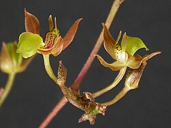 Orleanesia yauaperyensis.jpg