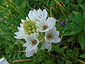 Ornithogalum thyrsoides Estrella de Belén