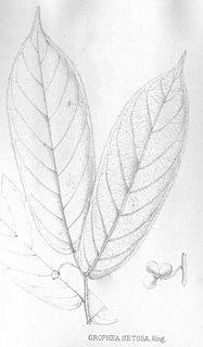 <i>Pseuduvaria setosa</i> Species of plant in the family Annonaceae