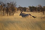 Central Kalahari ehiza erreserba-en irudi txikia