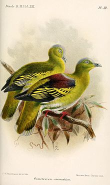 OsmotreronAromaticaKeulemans.jpg