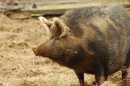 Кабан и домашняя свинья. Дикие поросята. Поросята дикого кабана. Кабан и свинья. Одичавшие домашние свиньи.
