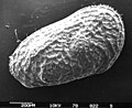 - Ostracoda