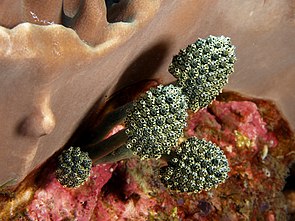 Oxycorynia fascicularis (Tunicates).jpg