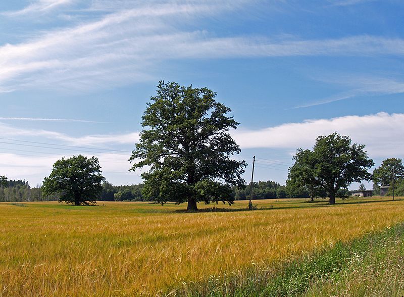 File:Ozolmuižas ozoli (Ozolmuiza oaks).jpg