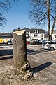 English: Tree-cut of a maple tree Deutsch: Baumstrunk eines gefällten, gesunden Ahornbaumes