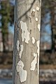 English: Trunk of a platanus × hispanica Deutsch: Stamm einer Platane