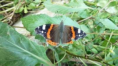 Butterfly Vanessa atalanta in Upper Swabia