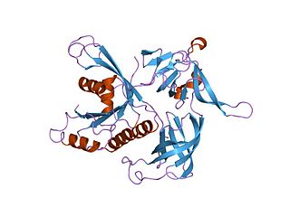 GTP-binding elongation factor family, EF-Tu/EF-1A subfamily