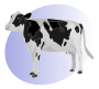 P cow blank.svg