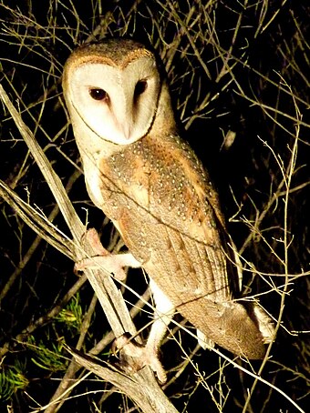 Eastern Barn Owl Wikiwand