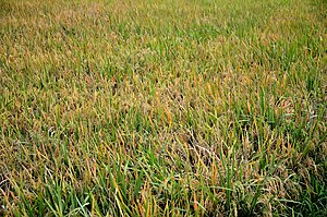 Dry productive Paddy Fields in South India Paddy Field at Eravathour Thrissur.jpg
