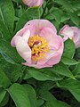 Paeonia lactiflora cv. pink