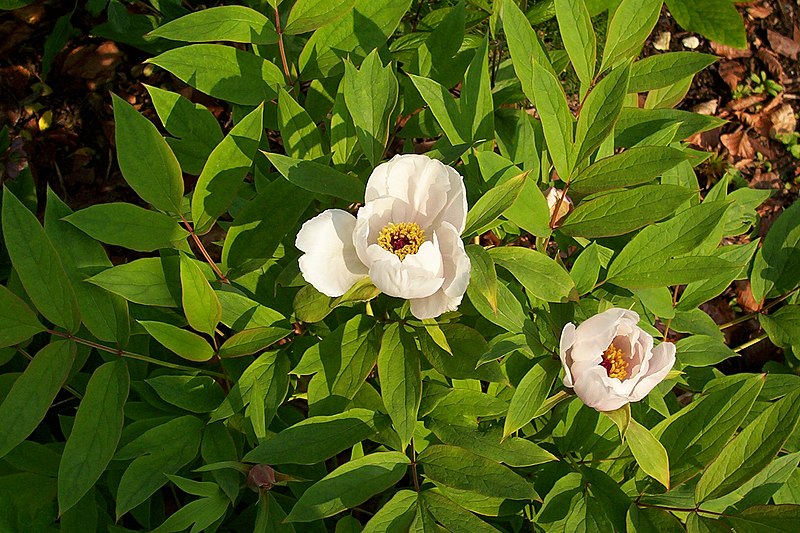 File:Paeonia ostii.jpg