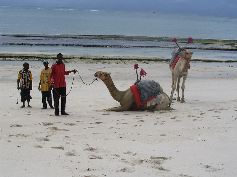 File:Pair of Camelus dromedarius on Diani Beach next to the Indian Ocean Beach Club hotel near Mombasa, Coast Province, Kenya 2.jpg