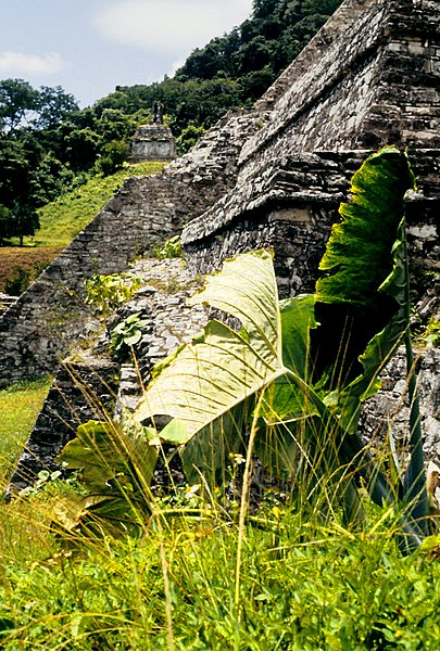 File:Palenque 1986 14.jpg