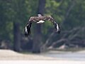 Pallas's fish eagle (106032351).jpg
