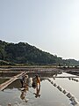 Paludiers travaillant dans les marais salant à Kampot (Cambodge) 03