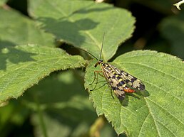 Скорпіонниця звичайна (Panorpa communis)