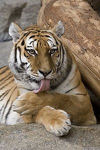 Panthera tigris.jpg