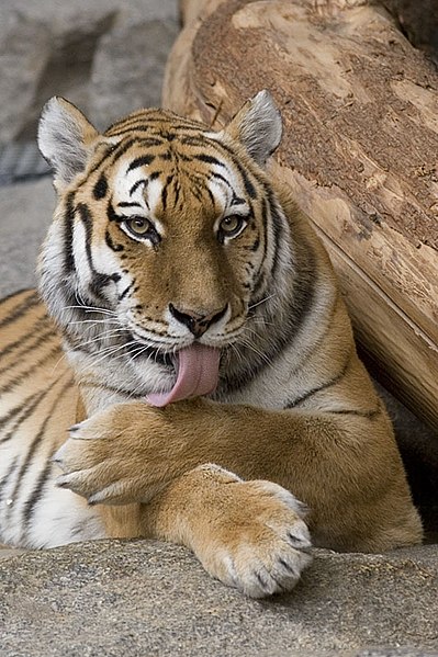 File:Royal bengal tiger play.jpg - Wikimedia Commons