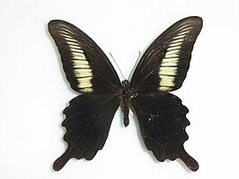 Papilio oenomaus