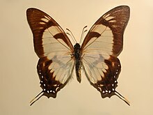 Papilionidae - Eurytides dolicaon.JPG