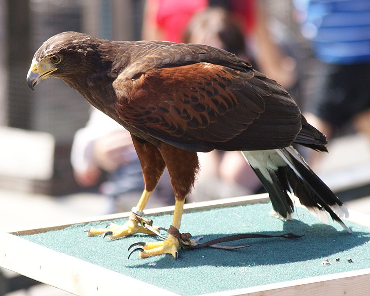 File:Parabuteo unicinctus -Vancouver Aquarium, British Columbia, Canada -adult-8a.jpg