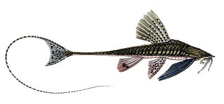 Paraloricaria Genus of fishes