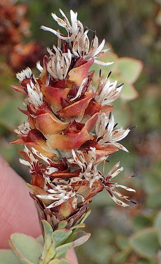 <i>Paranomus roodebergensis</i> Species of flowering plant