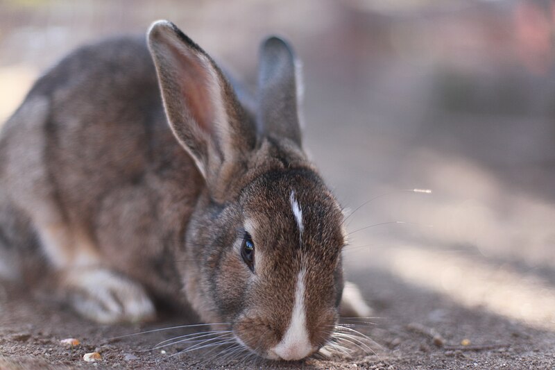 File:Parcul de Animale - "Moara de Vant" (8110008686).jpg