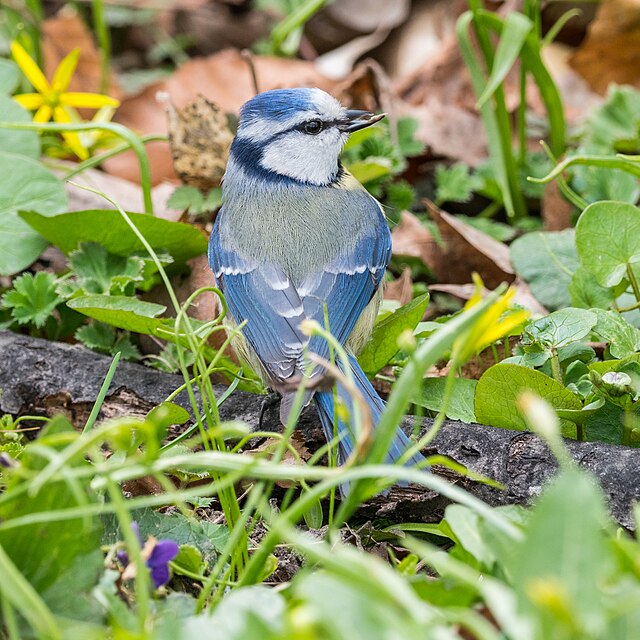 Upside down, Blue tit (Cyanistes caeruleus) hanging under a…