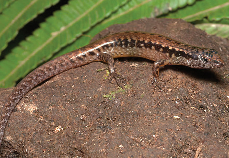 File:Parvoscincus cf. decipiens (KU 330124) from 900 m asl, Mt. Cagua - ZooKeys-266-001-g066.jpg