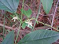 Passiflora apetala