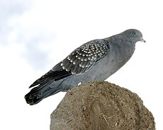 Patagioenas maculosa-Argentina-8.jpg