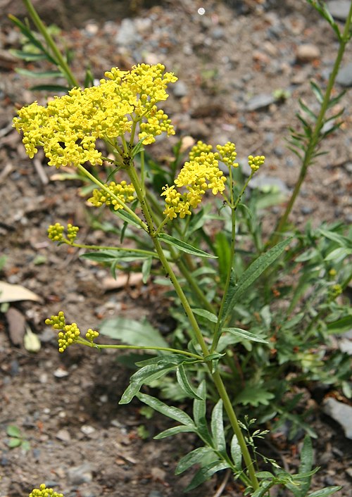 Патриния скальная. Патриния скабиозолистная. Patrinia rupestris. Патриния Сибирская.