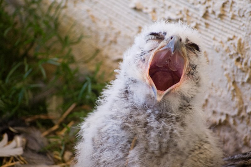 File:Pavarotti Owl - Flickr - desertdutchman.jpg