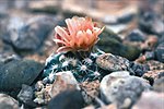 Miniatura para Pediocactus despainii