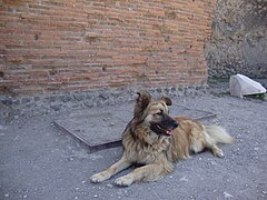 Perro vagabundo (Canis lupus familiaris) en Pompeya