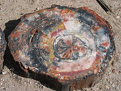 A sliced section of a petrified wood log showing exterior fossilized bark and black, white, red and yellow agate in the interior.