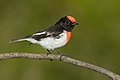 Red-capped Robin, Wianamatta Reserve, New South Wales, Australia