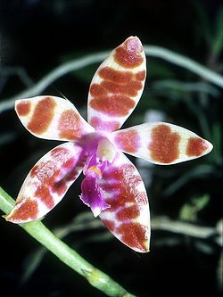 Phalaenopsis mariae Orchi 12. jpg