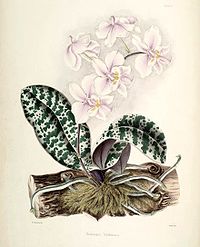 plate 1 Phalaenopsis schilleriana