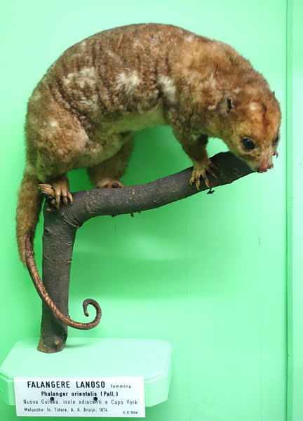 File:Phalanger orientalis (female) - Museo Civico di Storia Naturale Giacomo Doria - Genoa, Italy - DSC03041.JPG