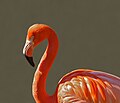 Phoenicopterus ruber