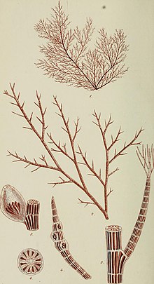 Ilustrasi "Polysiphonia simulans". Gbr. 1. ukuran alam. 2. Sebuah cabang kecil. 3. Ceramidium. 4. Semprot dengan tertanam tetraspores. 5. Sendi dari batang, dan muda semprot dengan apikal serat. 6. Bagian melintang dari batang : — semua diperbesar.