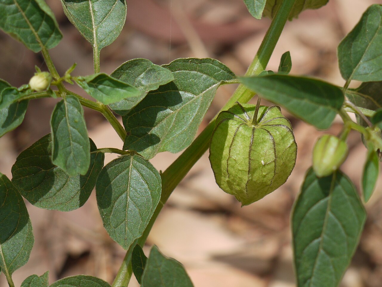 File:Physalis angulata L. (4486971814).jpg - Wikimedia Commons