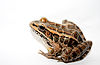 A brown patterned frog