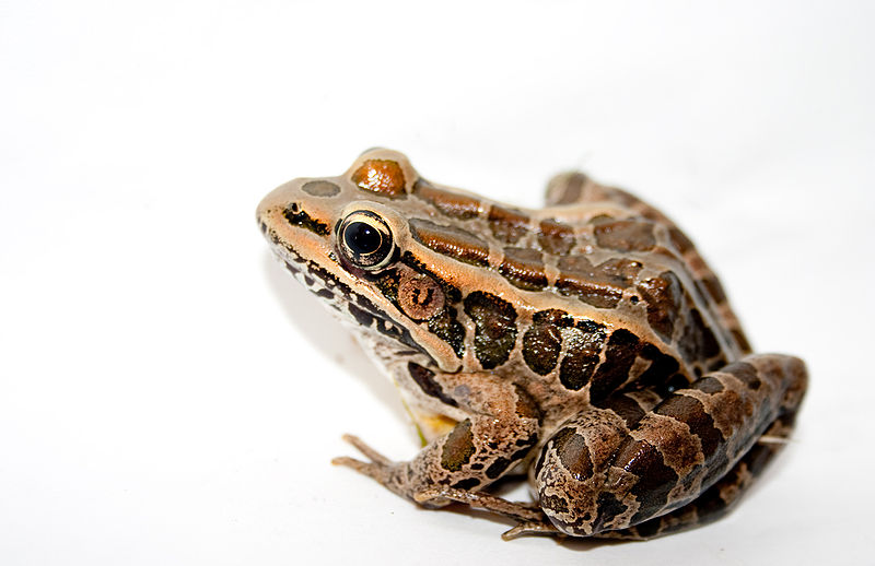 pickerel frog call