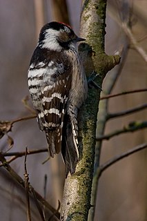 Lesser spotted woodpecker Species of bird